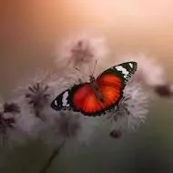 beautiful whatsapp dp flowers with butterfly